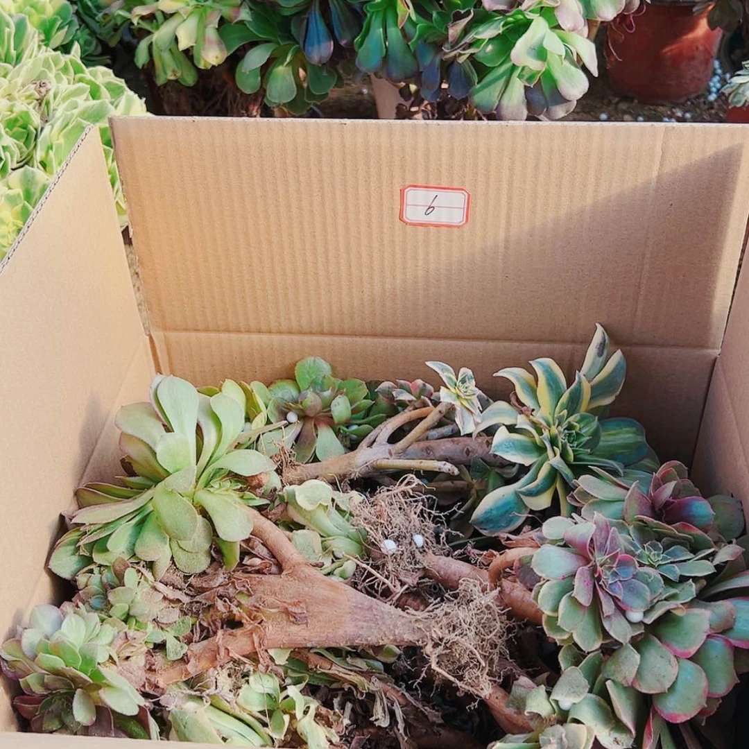 【闪购商品】无花朵洋**泽6号套餐无售后