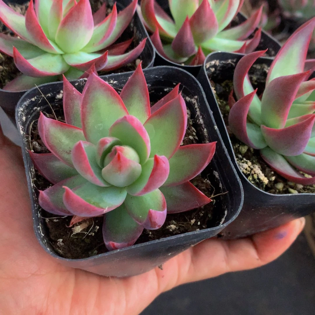 惊鸿仙子 内钩子 （满9.99包邮不满9.99发叶子）