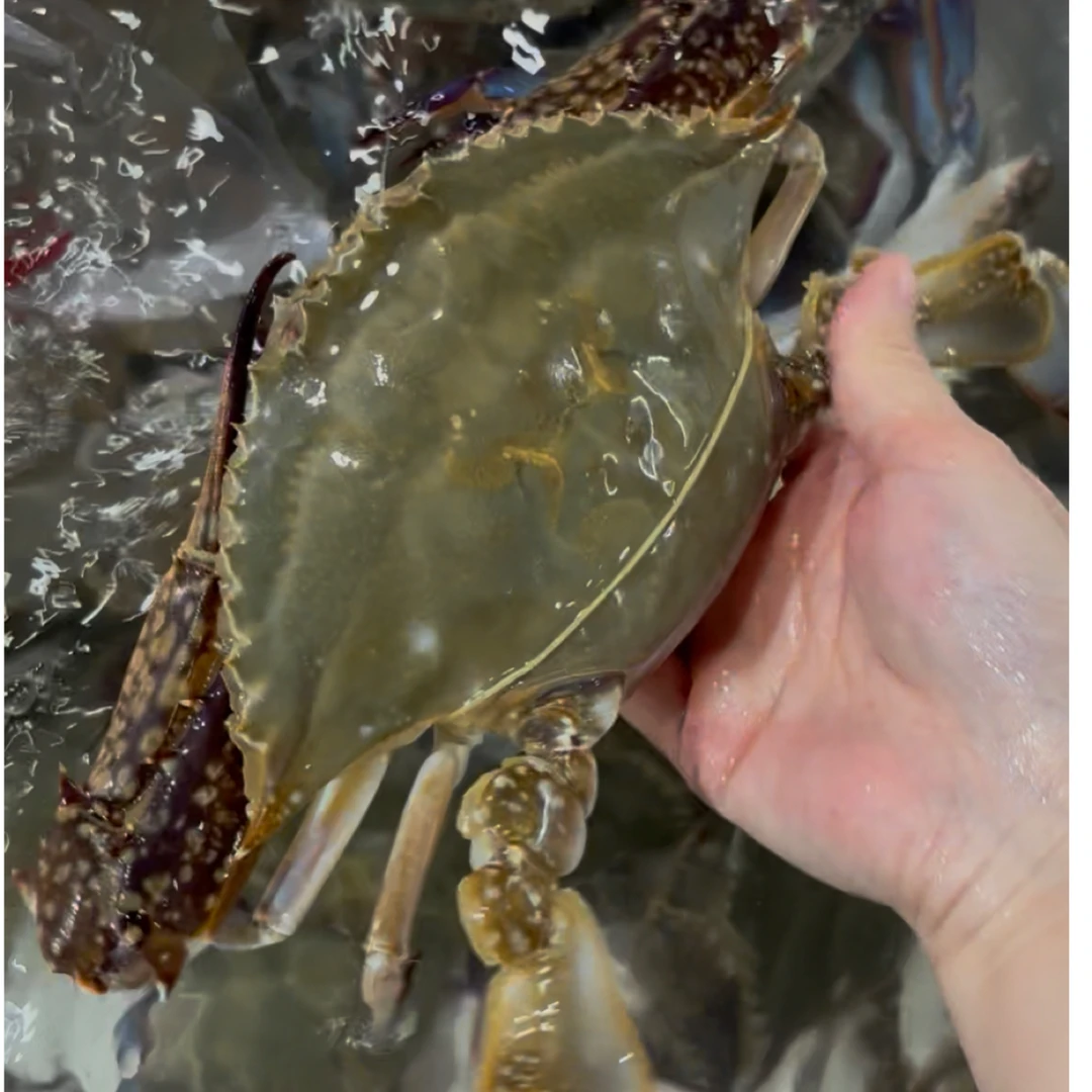 【保鲜不保活】东海 海捕精挑大梭子蟹1只（约300g-350g/只）（约6-7两/只）冲氧气发出武汉同城1小时送货上门