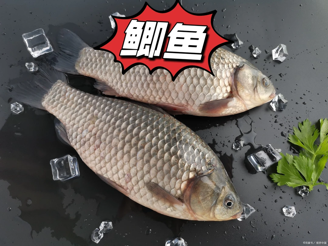 中科5鲫鱼 观赏宠物活体