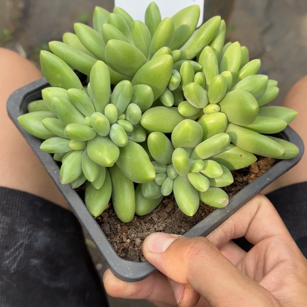 一物一拍芒果奶21