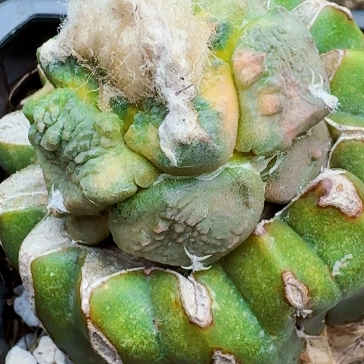 迷***葵无花朵苗接怒锦167