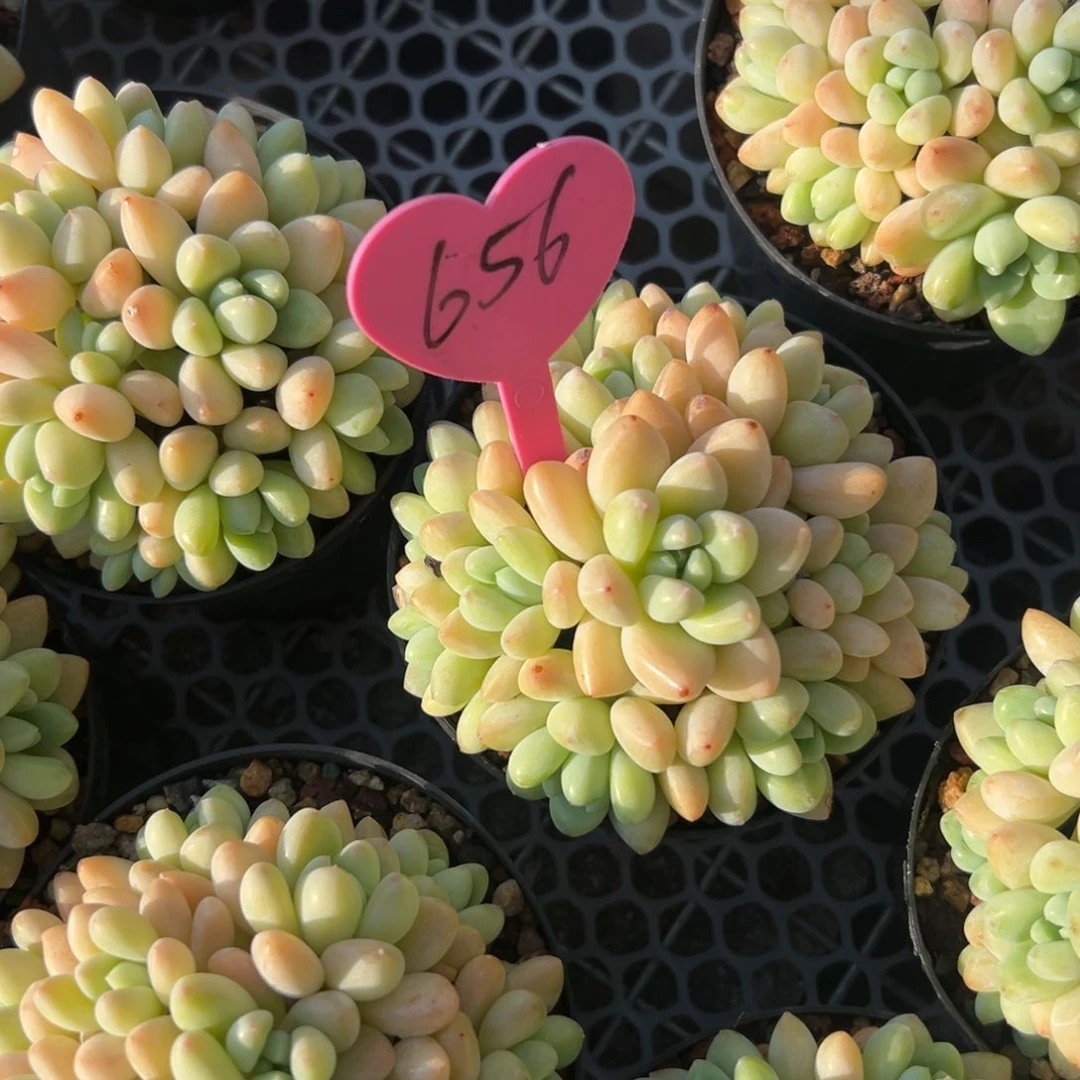 春*.多肉植物一物一拍