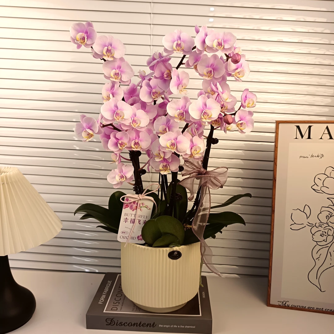 蝴蝶兰【小梅花】单花剑  带花 花色鲜艳 广州基地直发