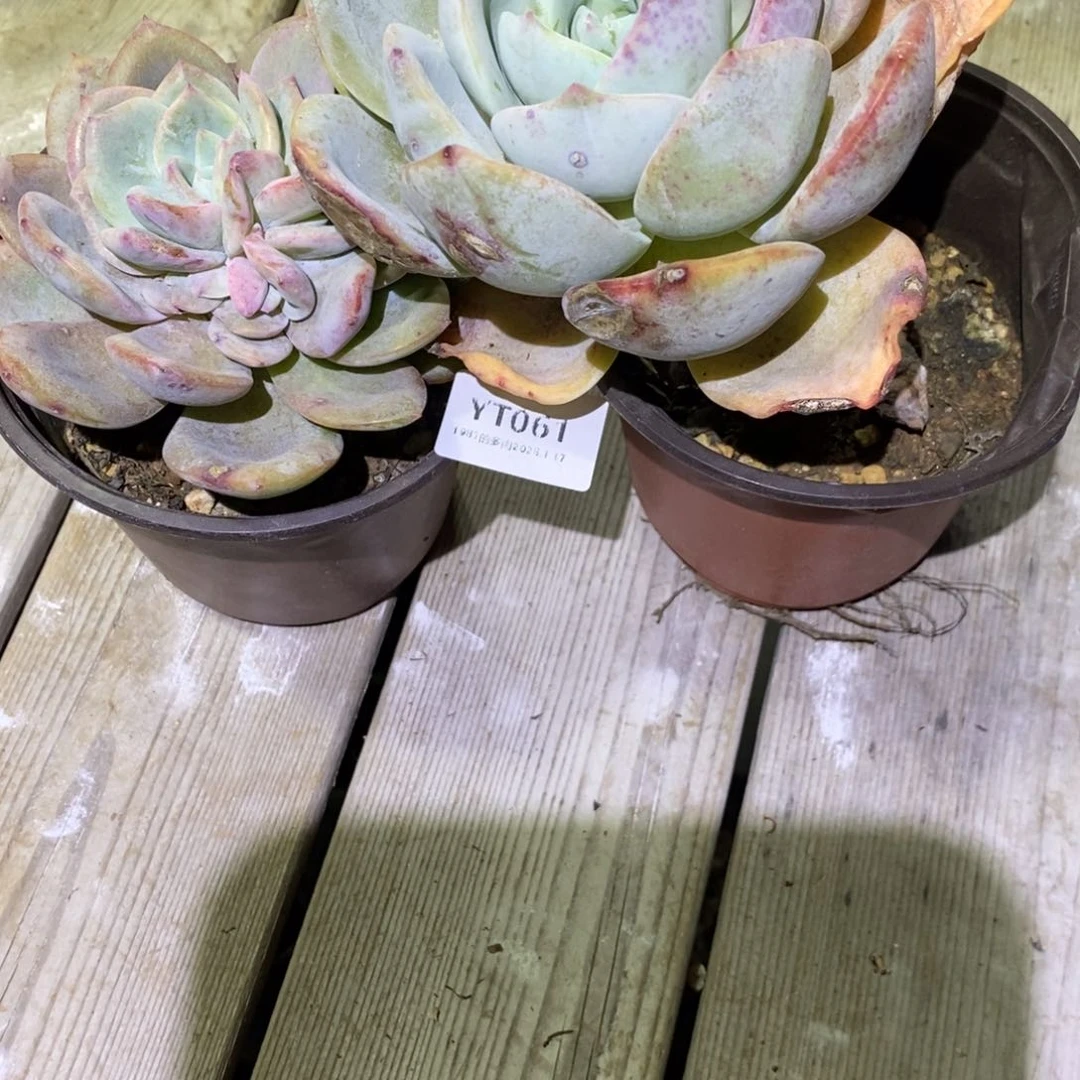 粗砂花盆浅**末YT061rourourou