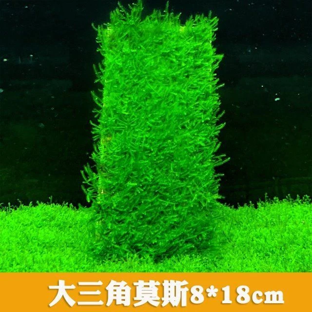 大三角莫斯网片莫斯网片水草造景鱼缸净化好养三角增氧懒人入门