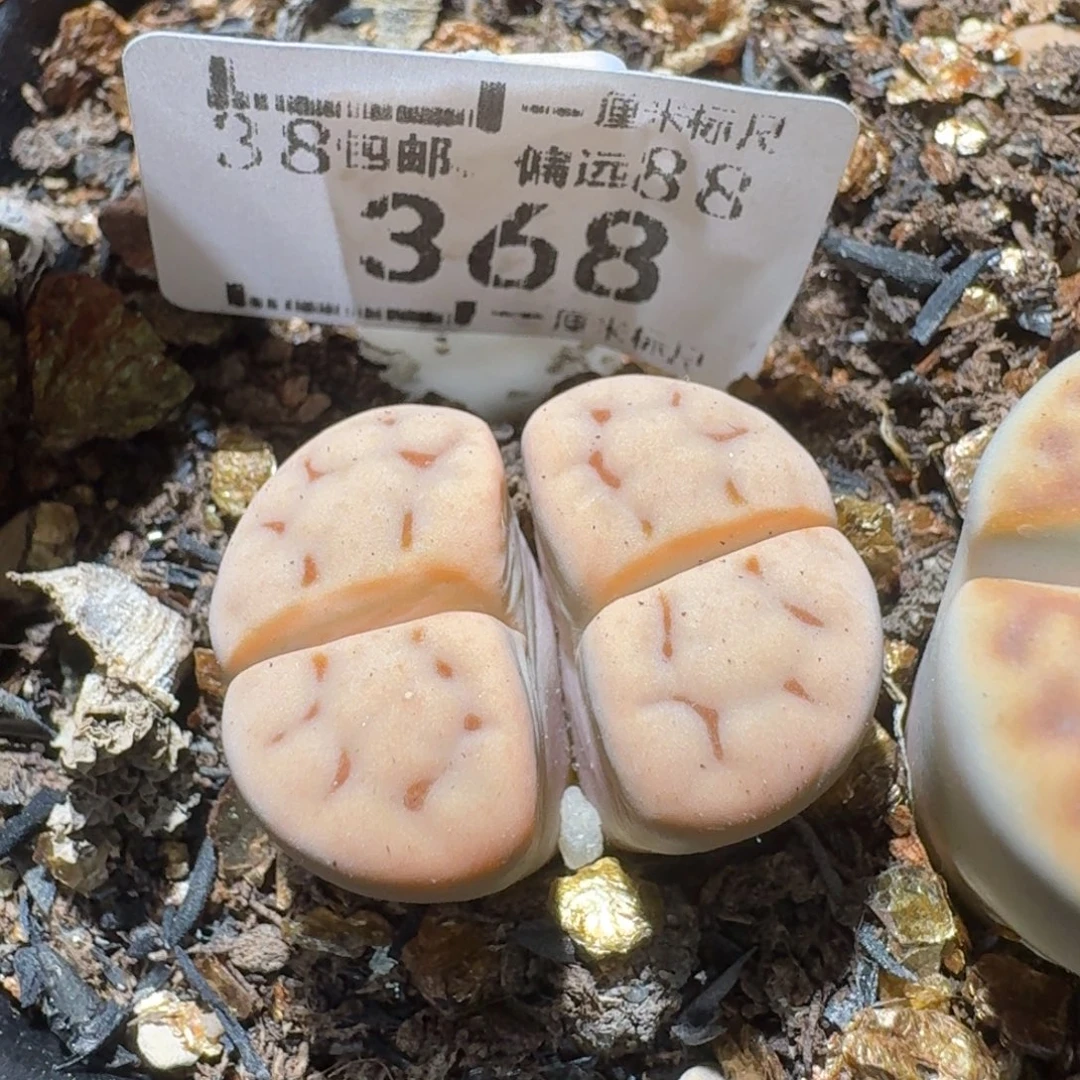 S精品系列便宜了368