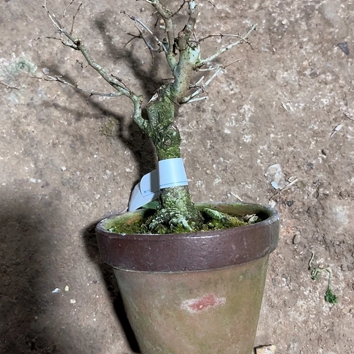 红陶豆**视榉树2500634770