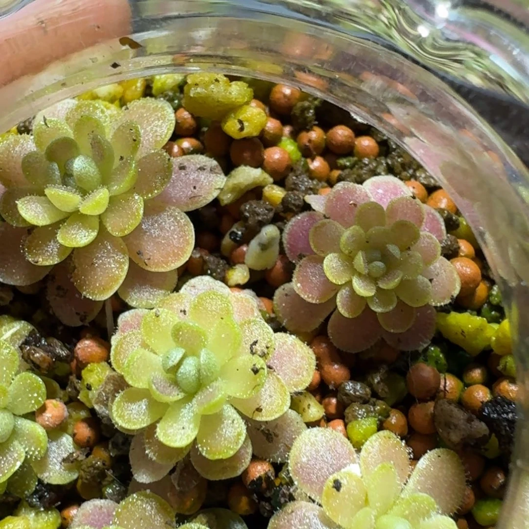 ?**白捕虫堇10个品种活力苗各1颗，0.5-1厘米