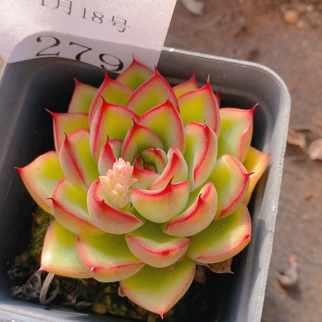 【闪购商品】云279