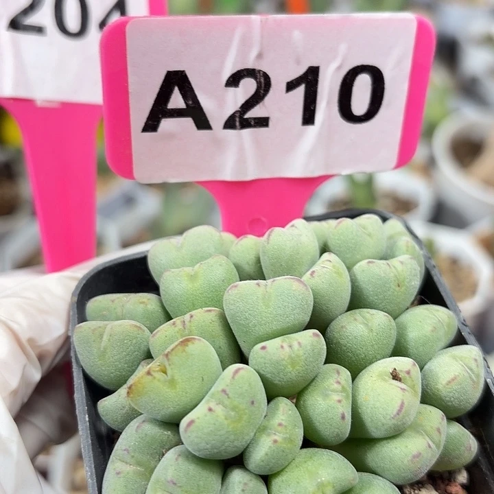 210mmmmmmmmmmnnnnnnnnnnmn