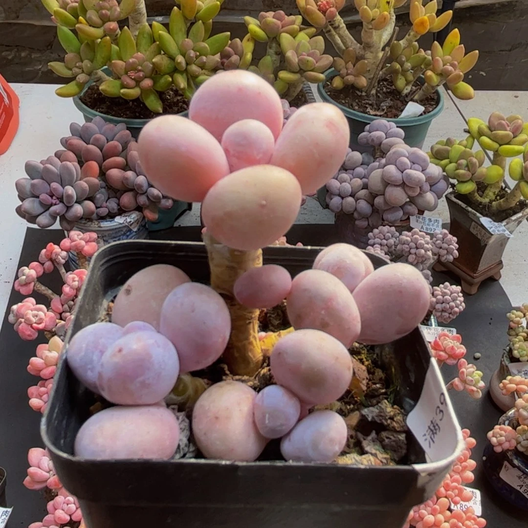 234水光针6cm多肉植物