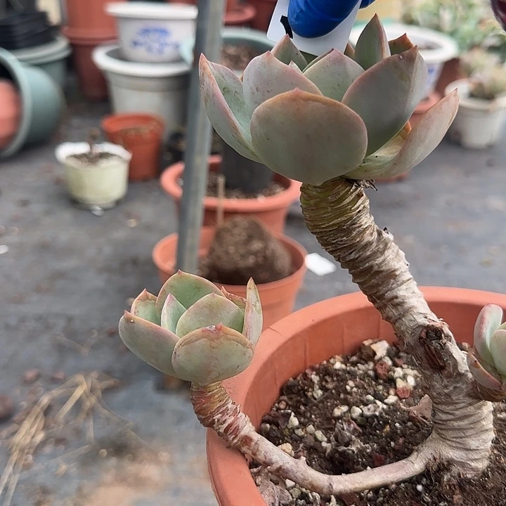 糖**熊196果冻白凤脱土发货不退不换