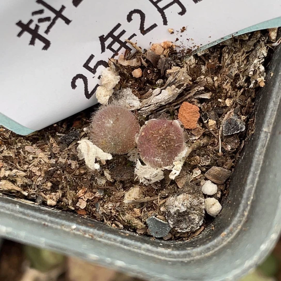 21-95毛球多肉植物