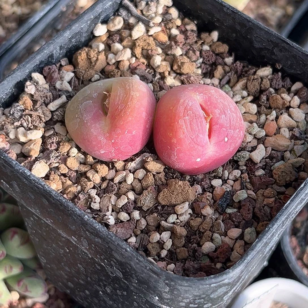 翠光肉锥满58包邮