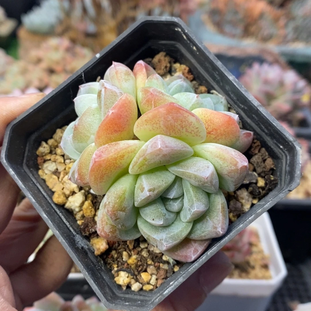 冰玉三头群一物一拍