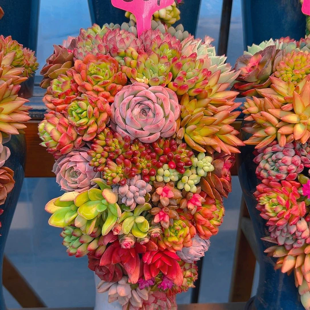 001水果拼多肉组合