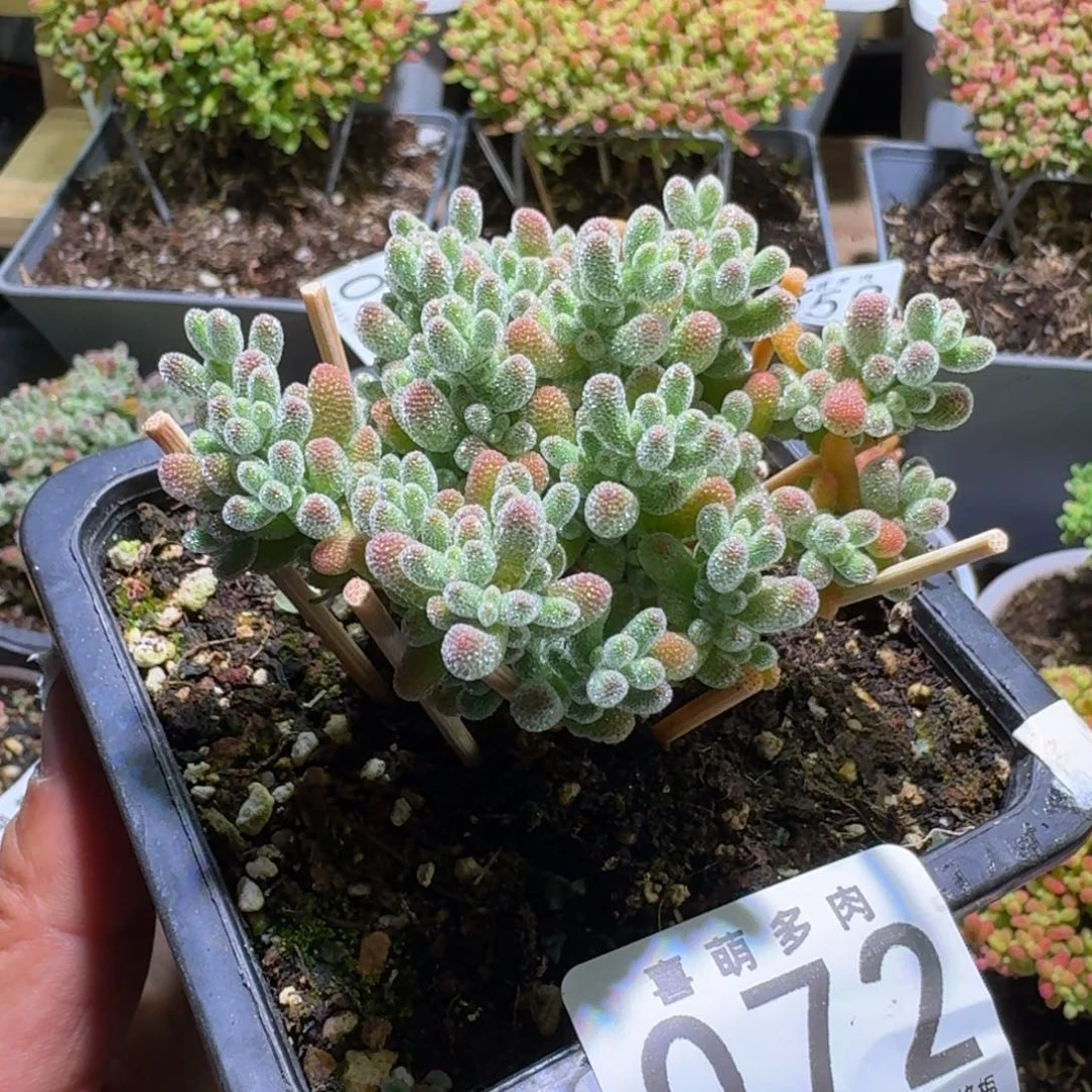 枝干番杏五彩冰晶072