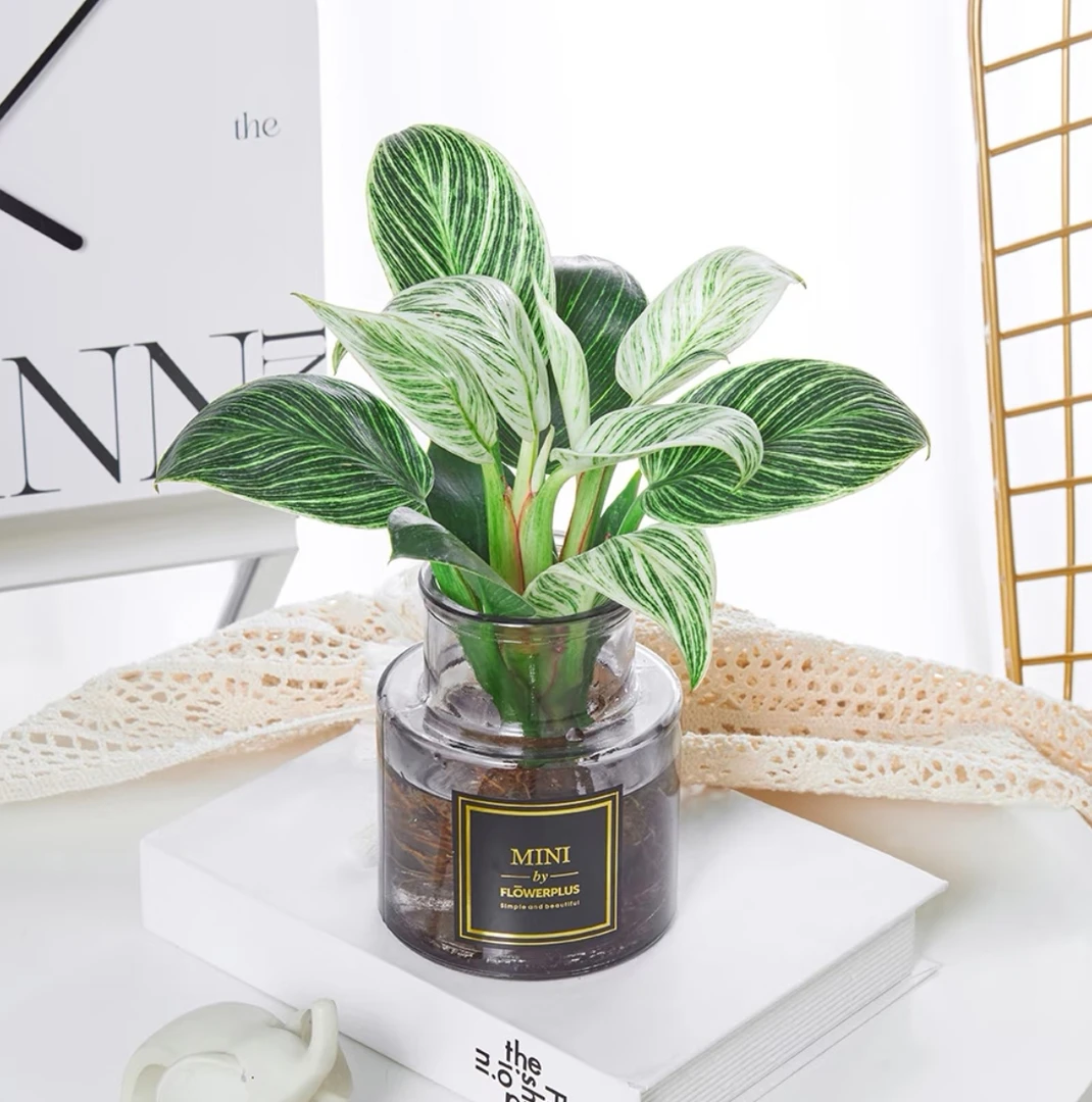 铂金钻盆栽水培绿植桌面简约绿植花卉