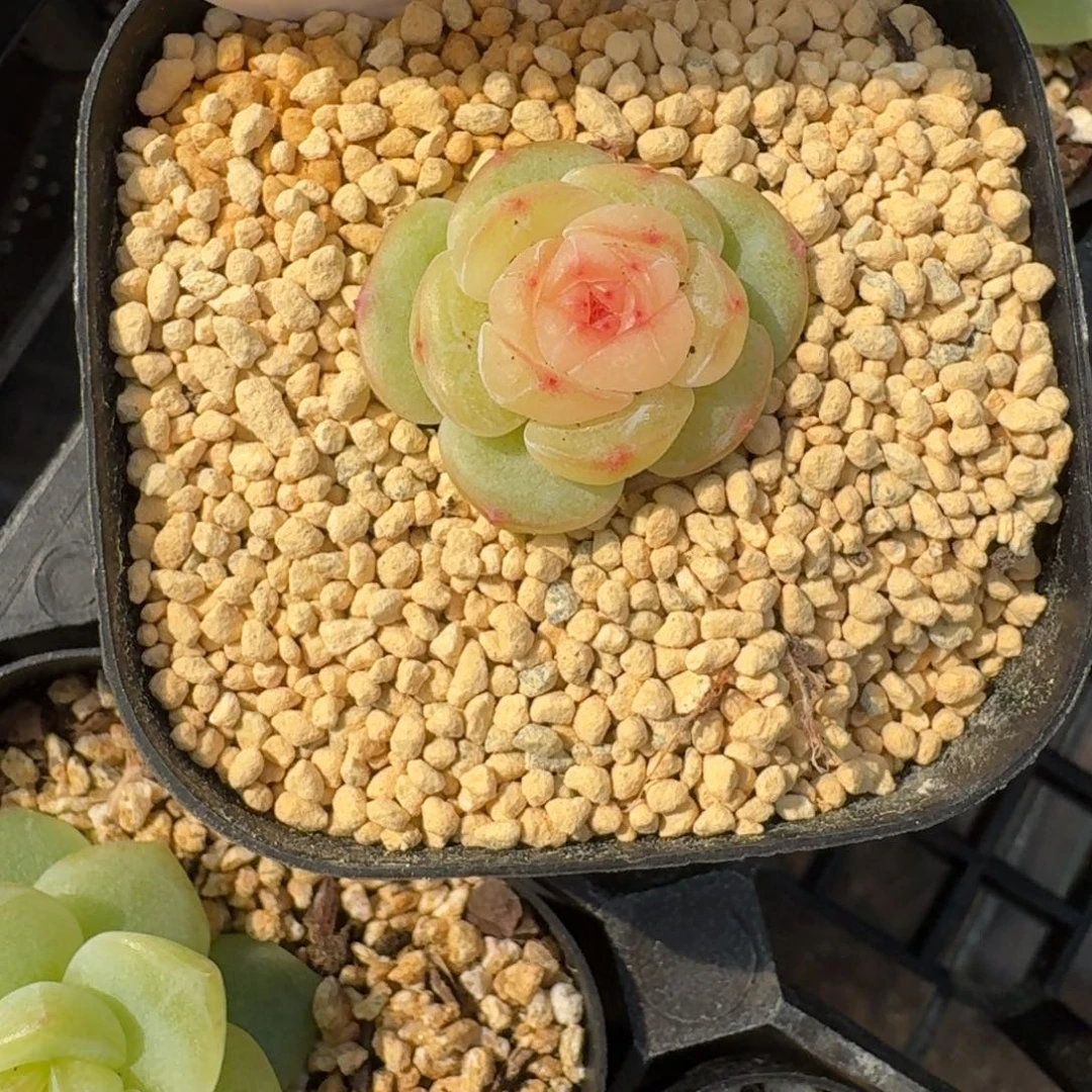 红陶0129-020-小白脸单头