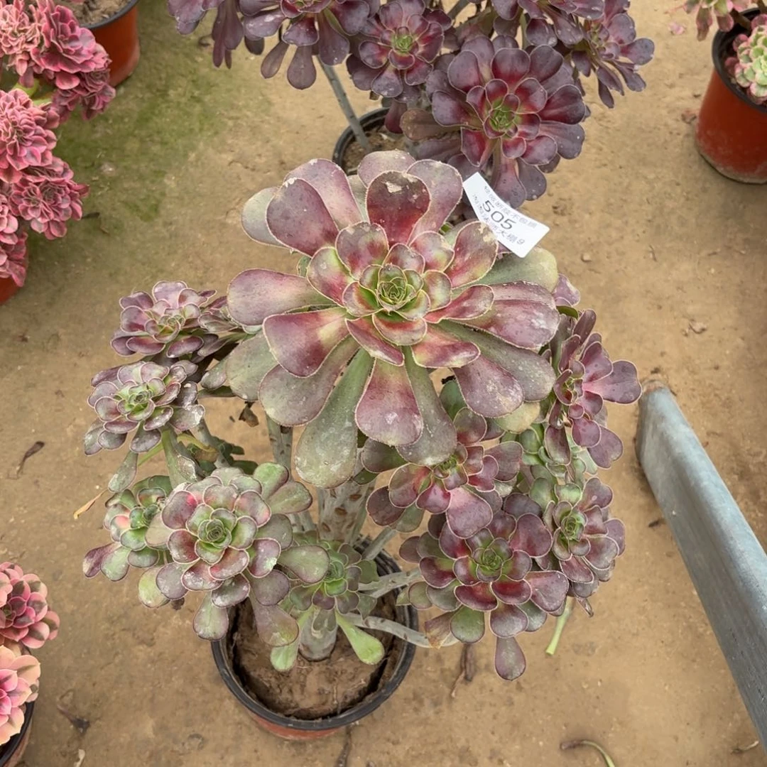 505圆叶黑法师多肉植物