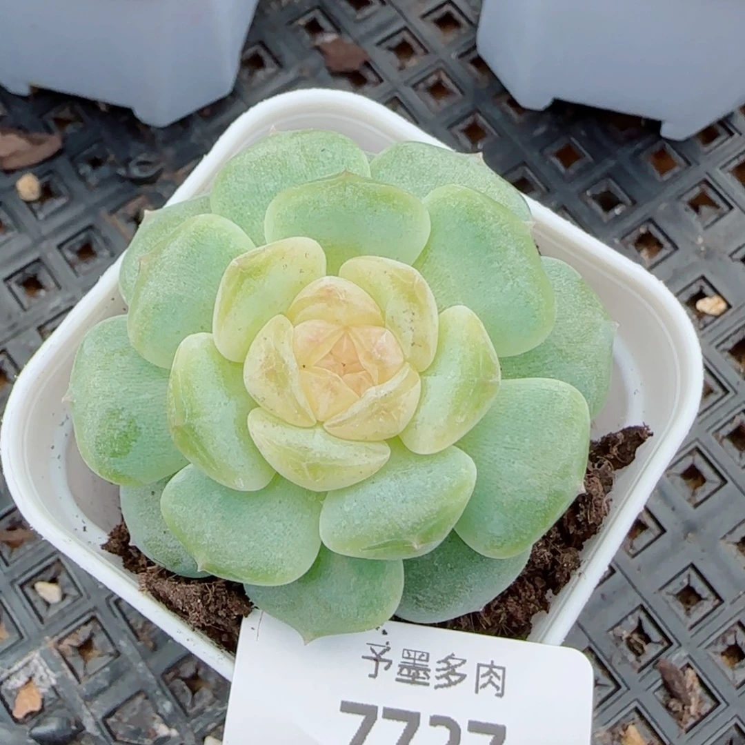 珍珠糖，7727多肉植物