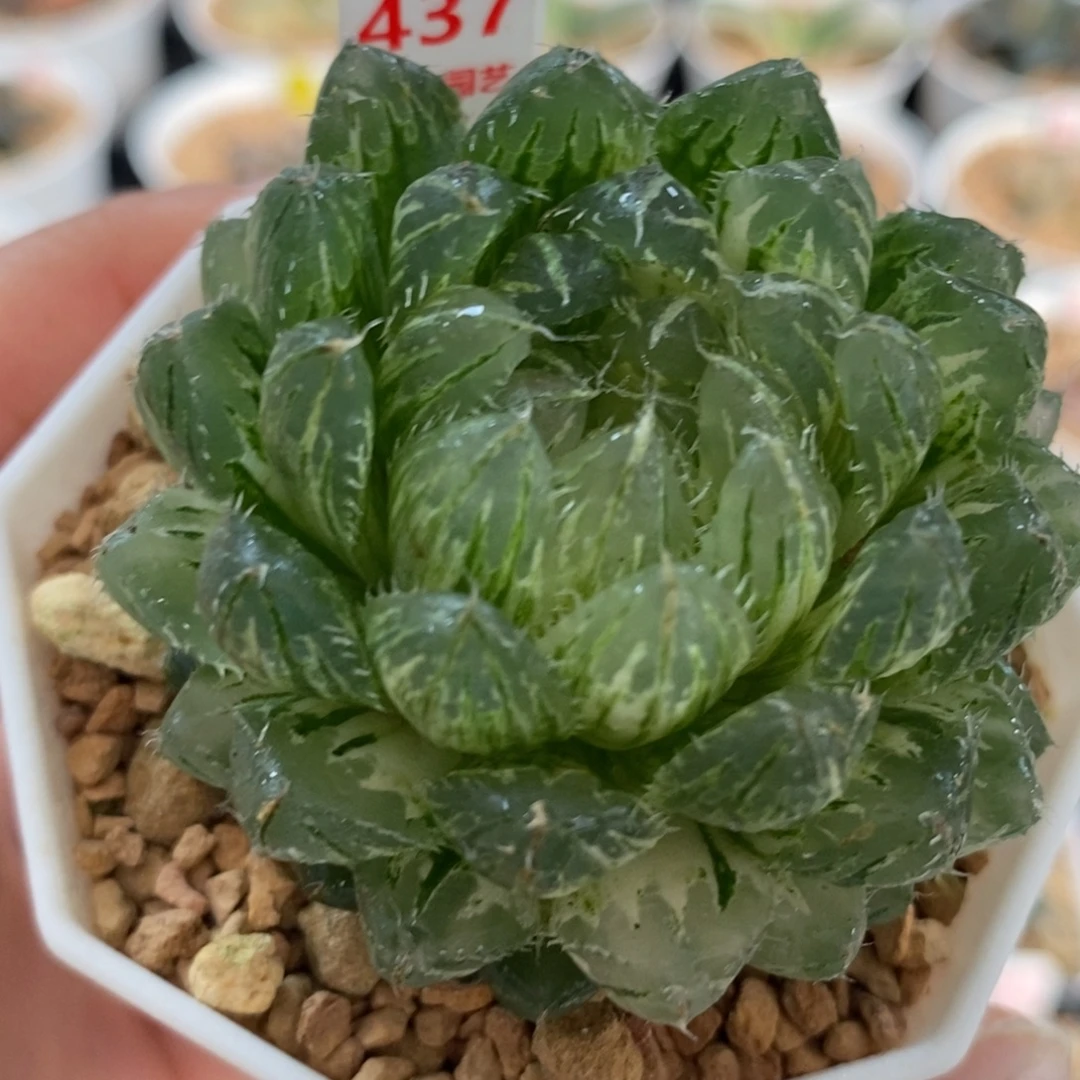 437翠云玉露锦一物一图