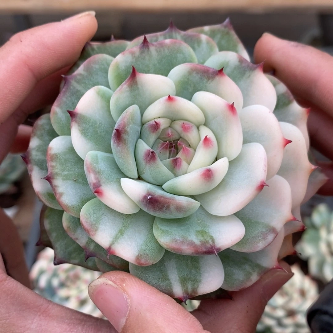 吉娃娃锦多肉植物37号