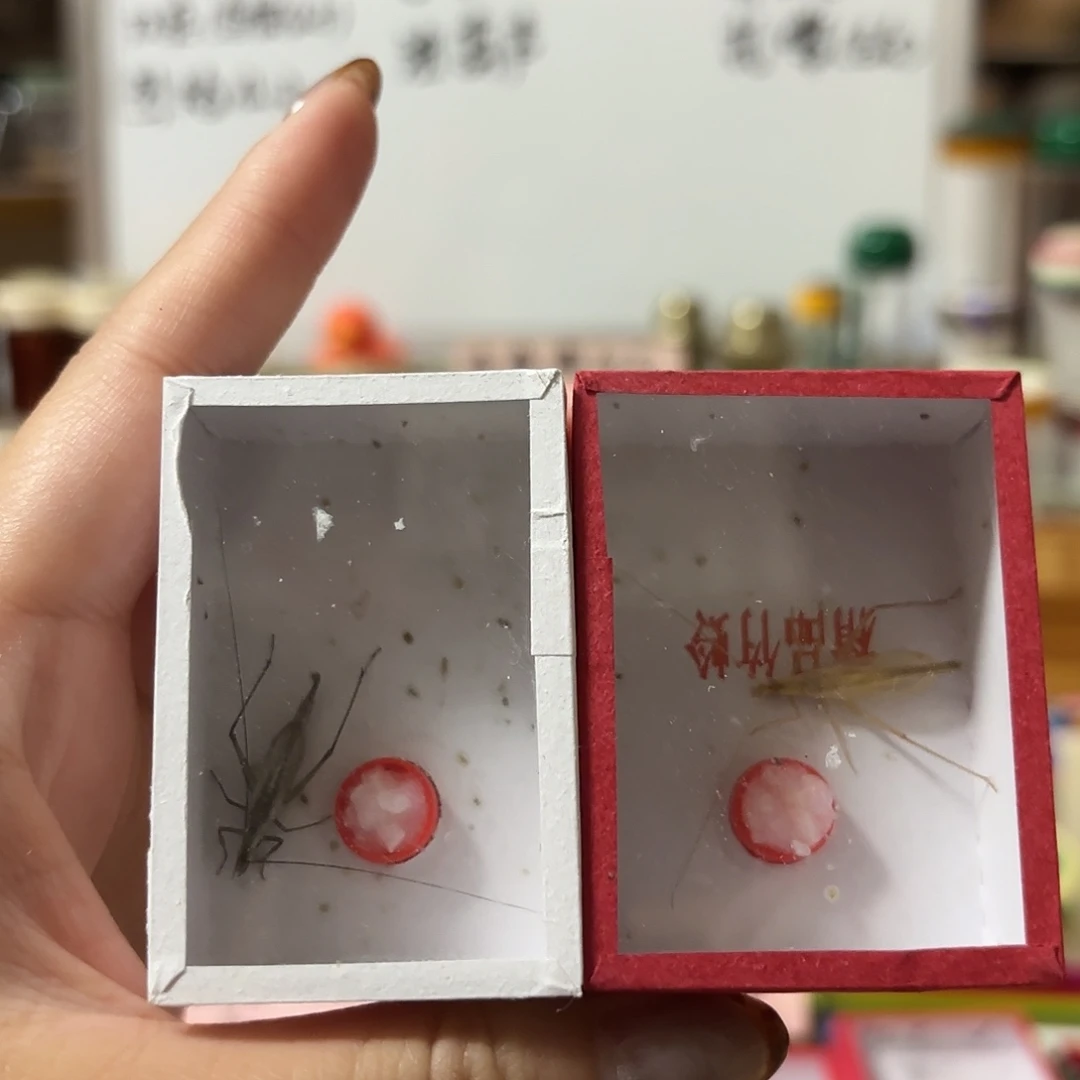 紫竹 柬埔寨不包断须尾