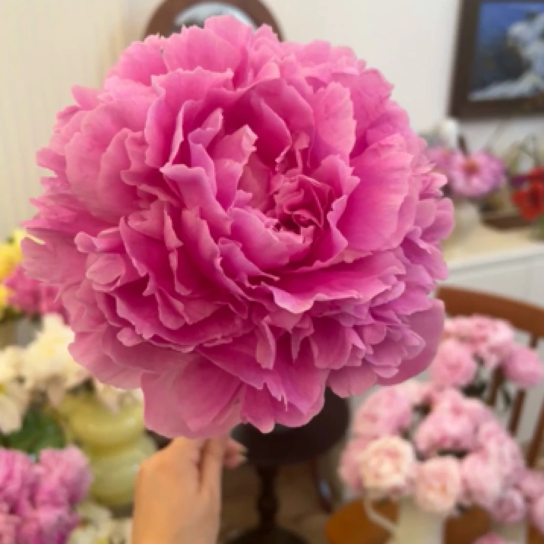 芍药品种（伽码）大花晚期花