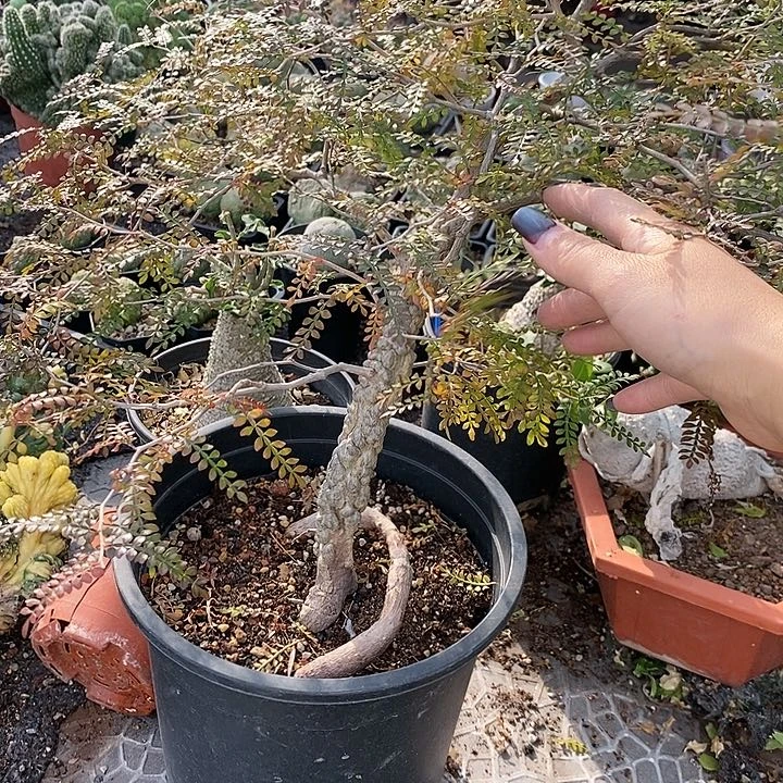 炎*花花草草花花草草