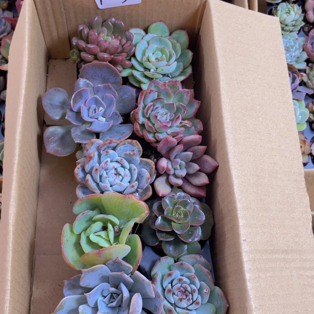 10颗-5号约4-6厘米