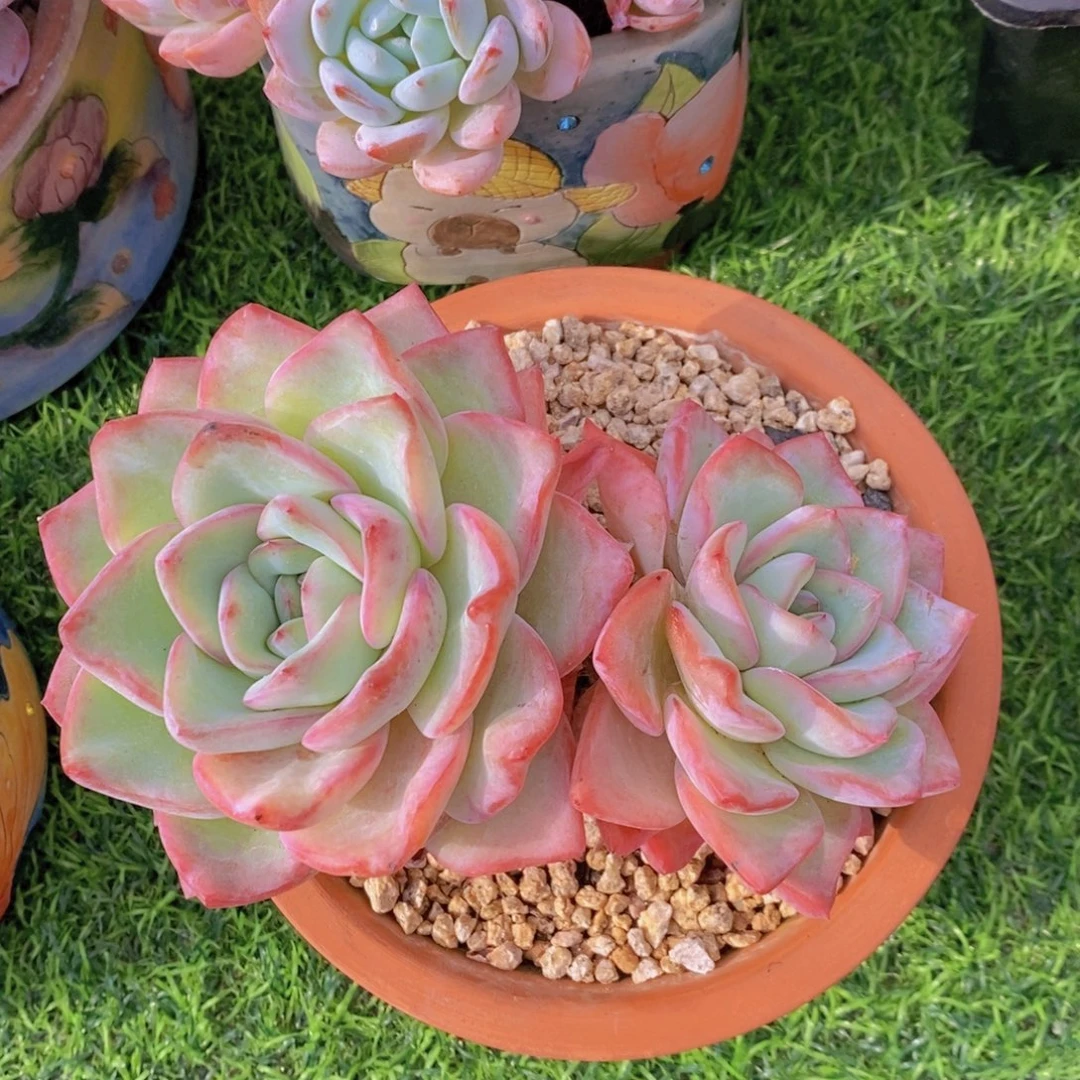 泡芙 一物一拍。