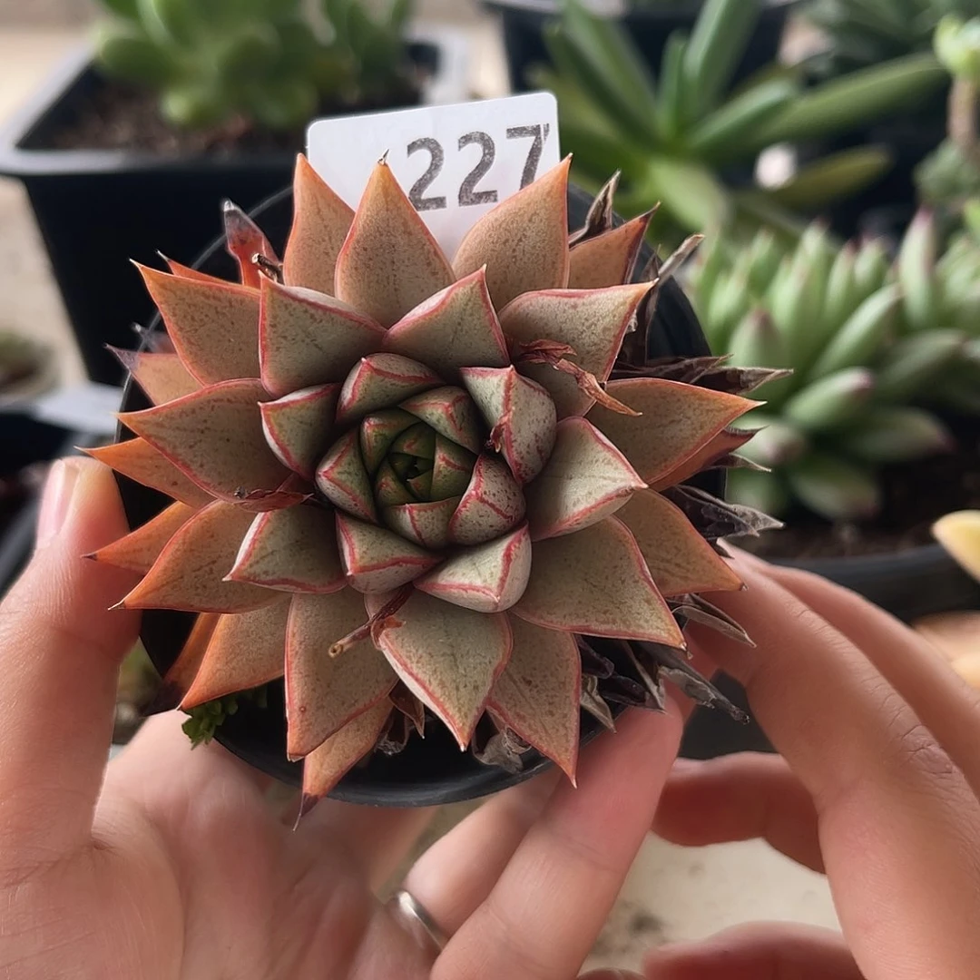 百合锦。 227。 111111111