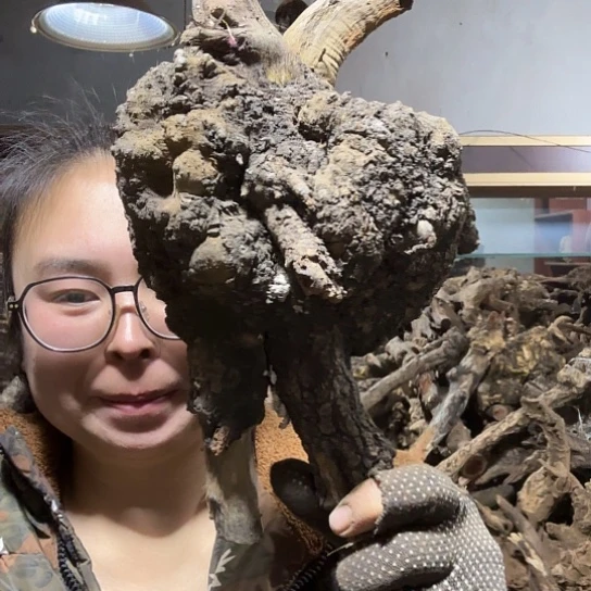 香榧木流*雨火琉璃的毛料才几次