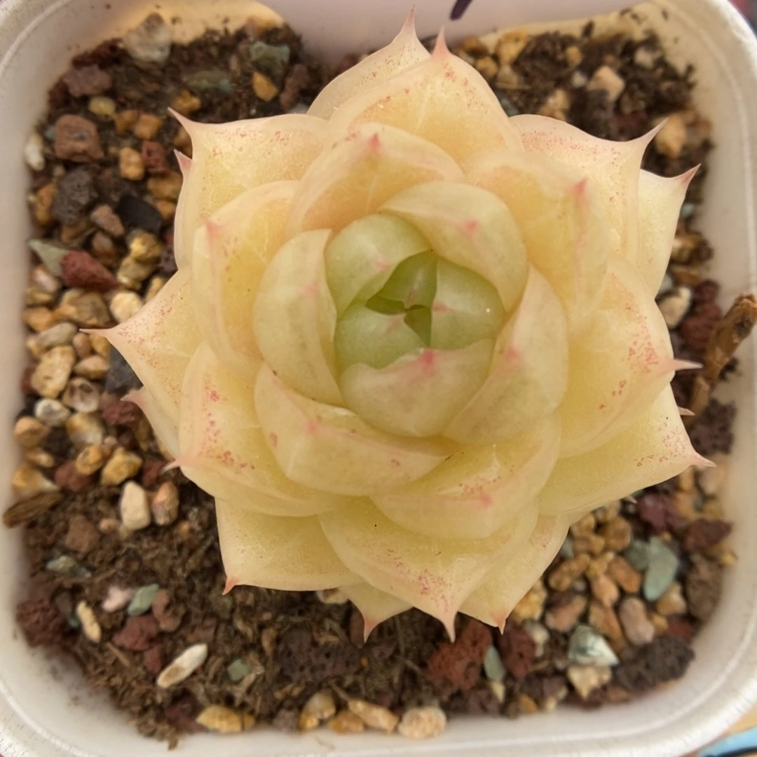 琉璃麦秆可拍581号