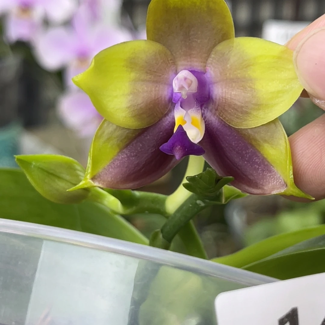 完全开放弥陀MCL188-公主-1409