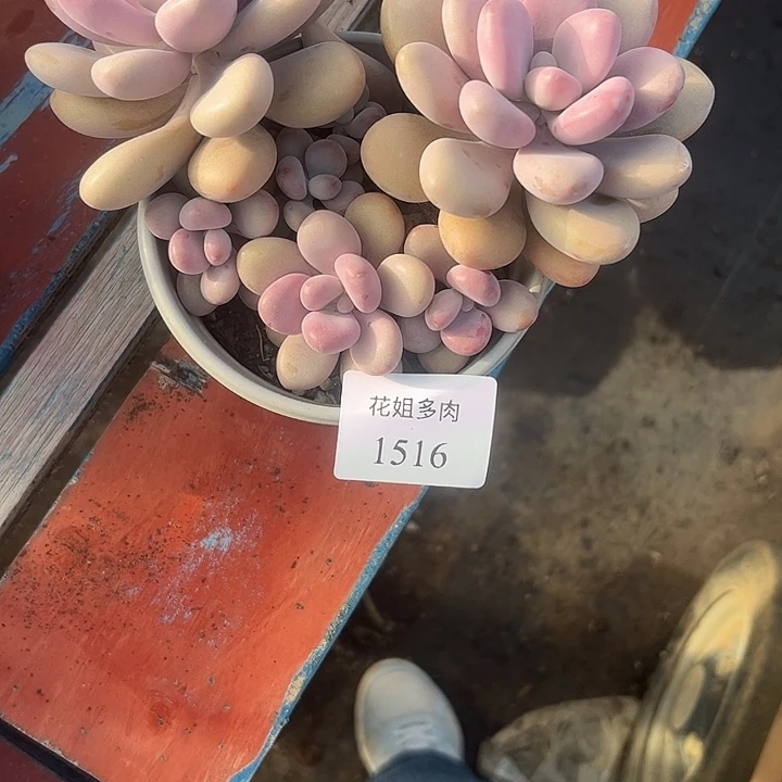 1***11516一颗88888885555