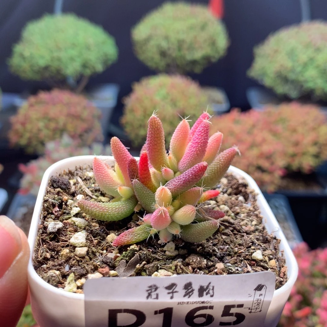 165玉米锦