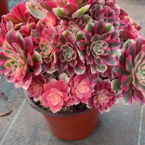 多肉植物粉女巫锦。