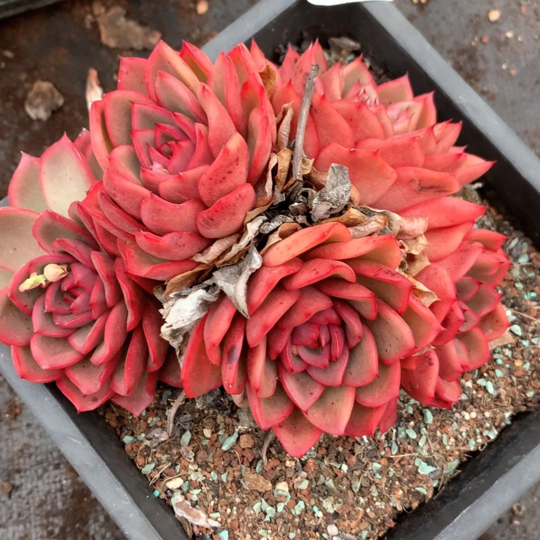 4537杂交多肉植物