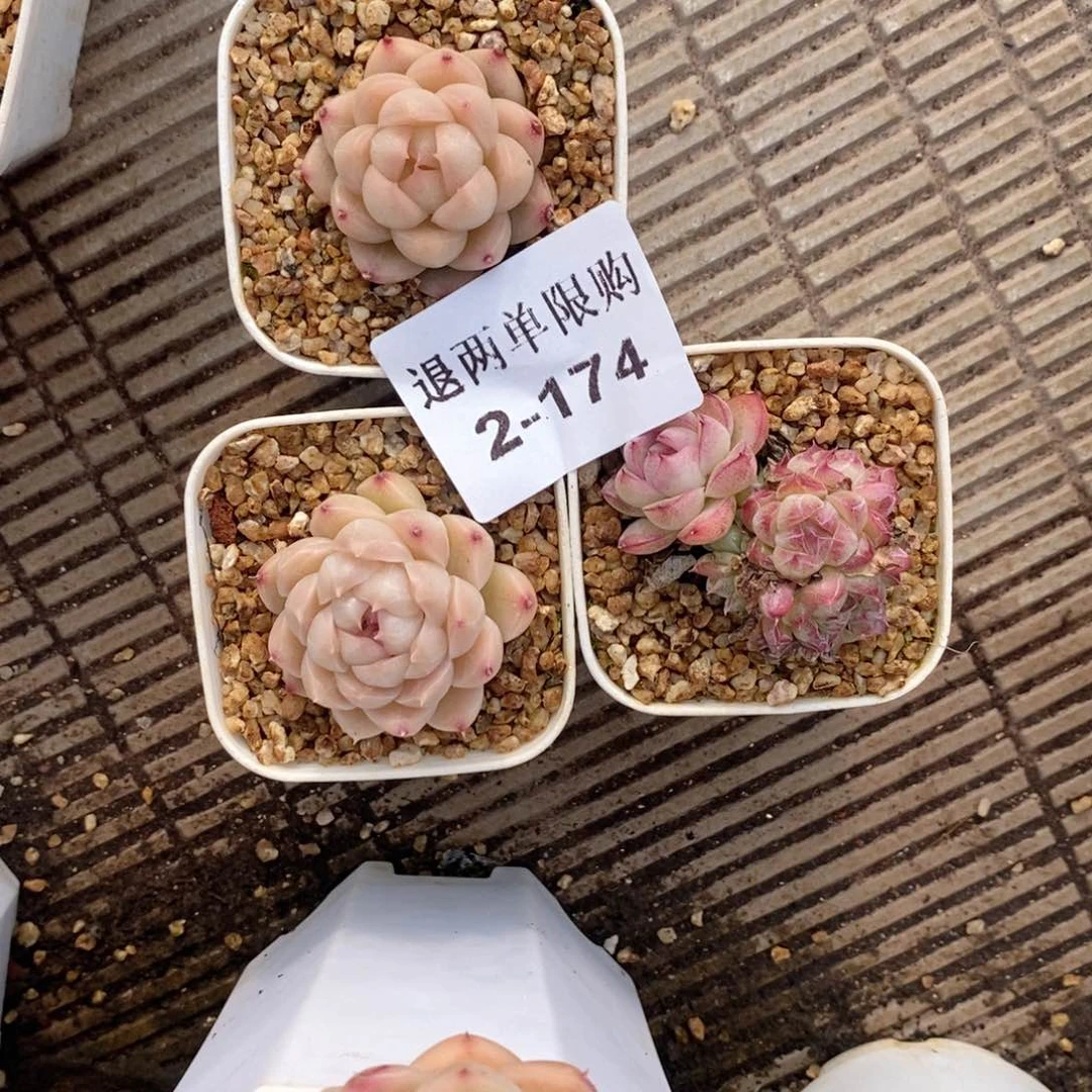 5****22-174的的的的的