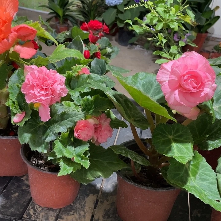 完全开放夫妻海棠大花四到五种颜色