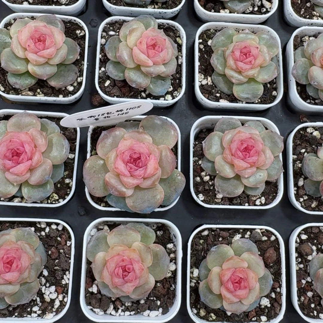 1108-142-糖三角一颗量拍