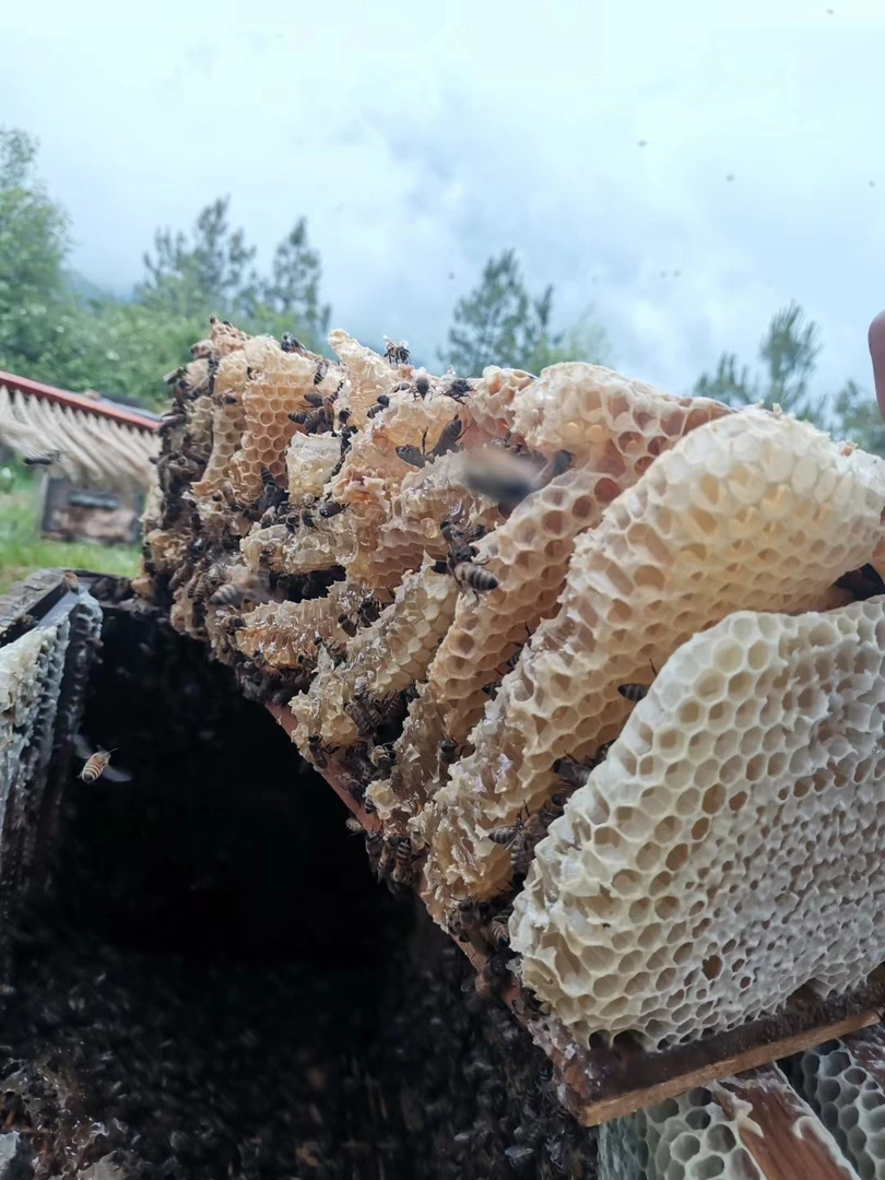 农家自产自销一年仅取一次的纯正百花蜂巢蜜（尝鲜价）