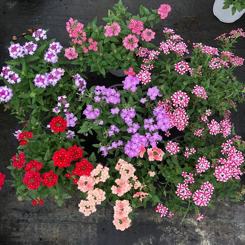 拍一发五！美女樱多年生四季开花耐寒耐热带花带花苞发货