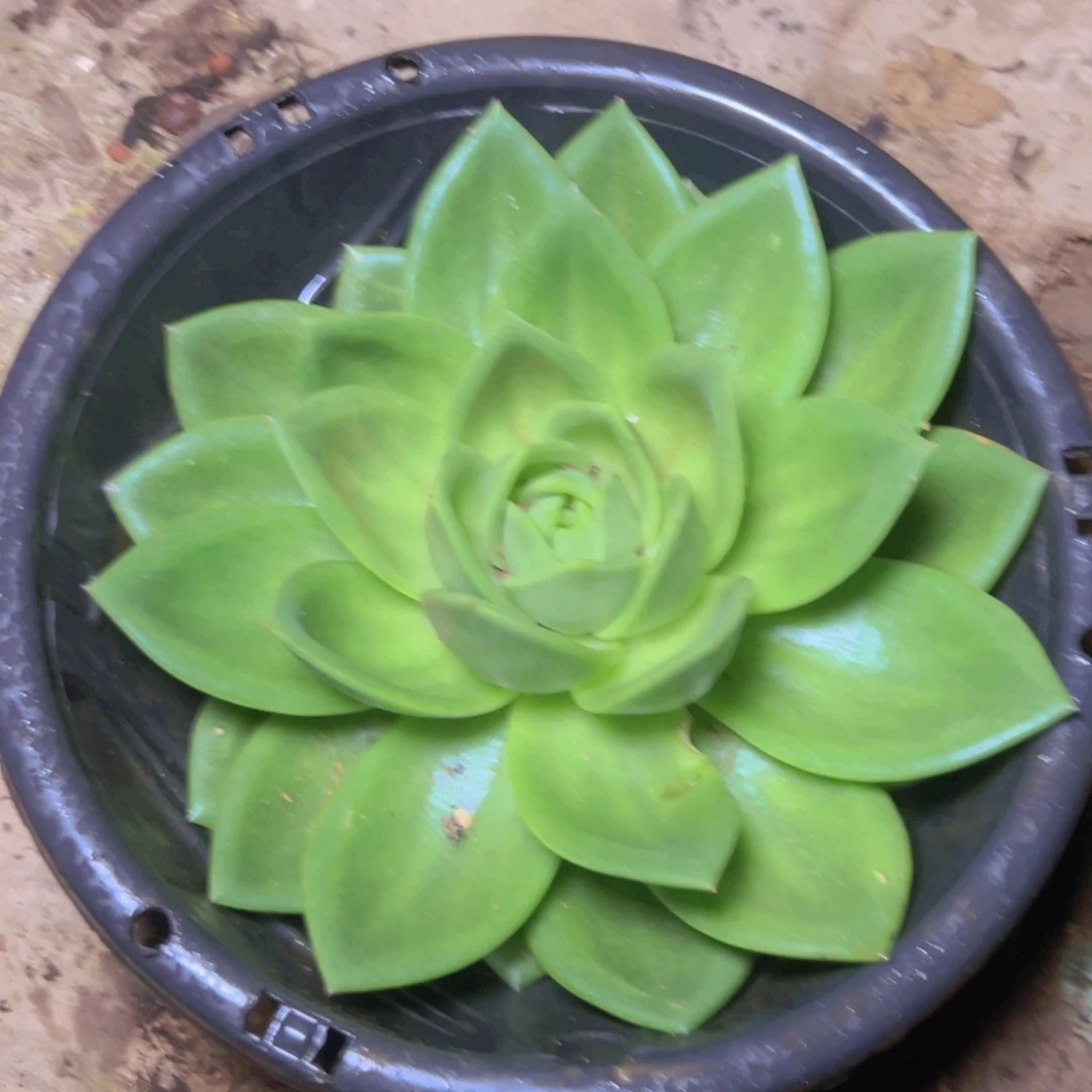 翠花一个脱土发基地直发