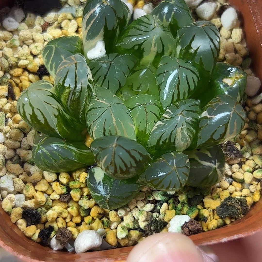 水晶灯锦十二卷多肉