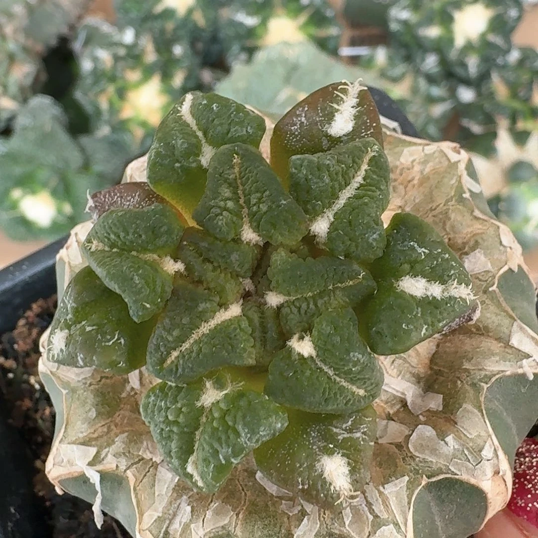 【闪购商品】无花朵静**开大尤黑锦