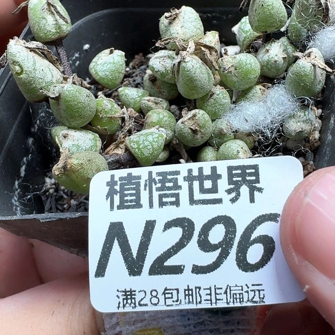 多肉植物的润泽风格